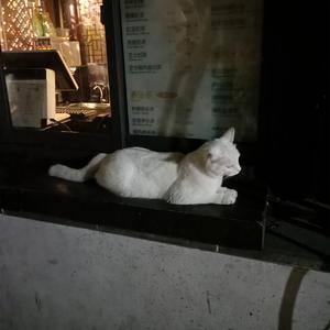 在线观看免费黄片兽人
